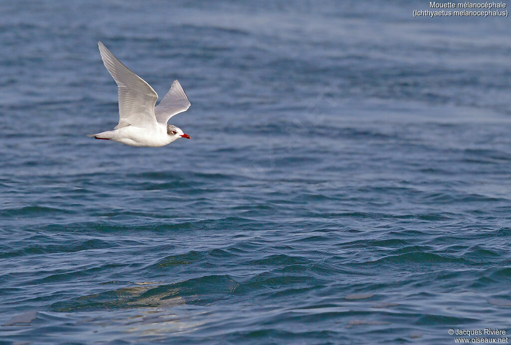 Mediterranean Gulladult post breeding, Flight