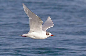 Mediterranean Gull