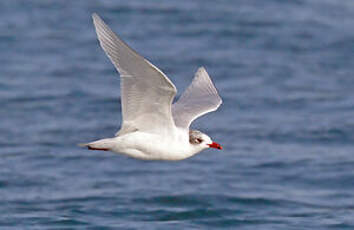 Mouette mélanocéphale