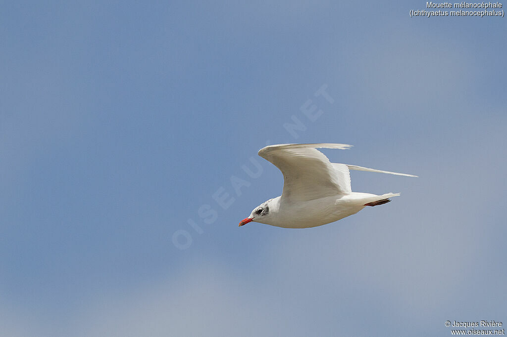 Mouette mélanocéphaleadulte internuptial, Vol