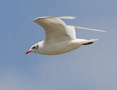 Mediterranean Gull