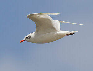 Mouette mélanocéphale