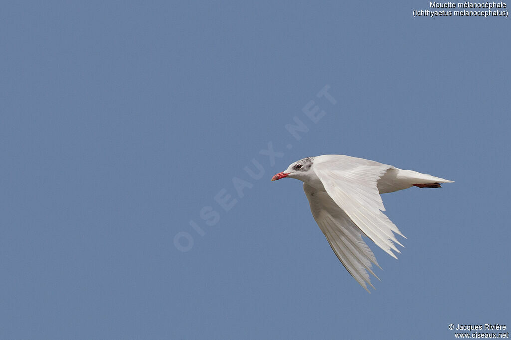 Mouette mélanocéphaleadulte transition, Vol