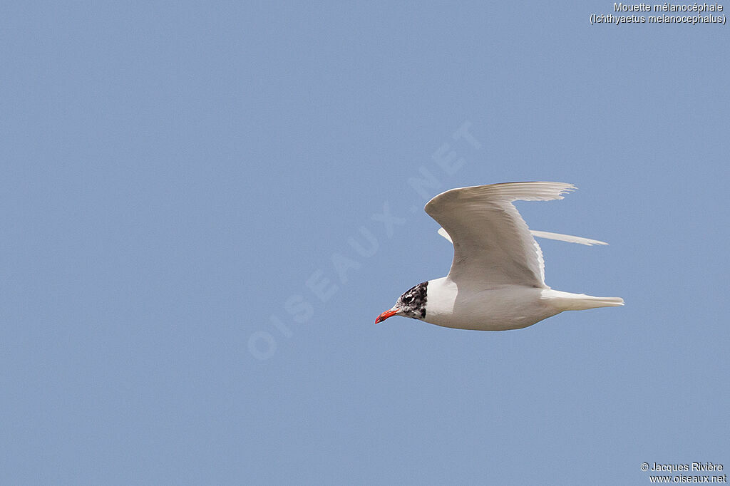 Mouette mélanocéphaleadulte transition, identification, mue, Vol