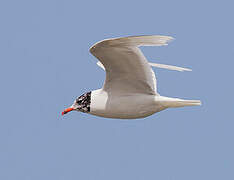 Mediterranean Gull