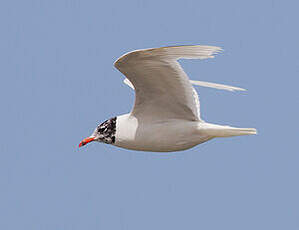 Mouette mélanocéphale