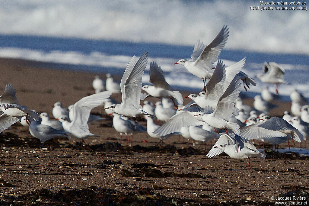 Mediterranean Gulladult post breeding, Flight