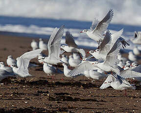 Mouette mélanocéphale