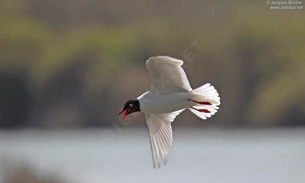 Mouette mélanocéphaleadulte nuptial, Vol