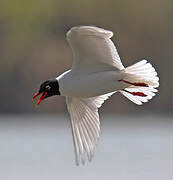 Mediterranean Gull