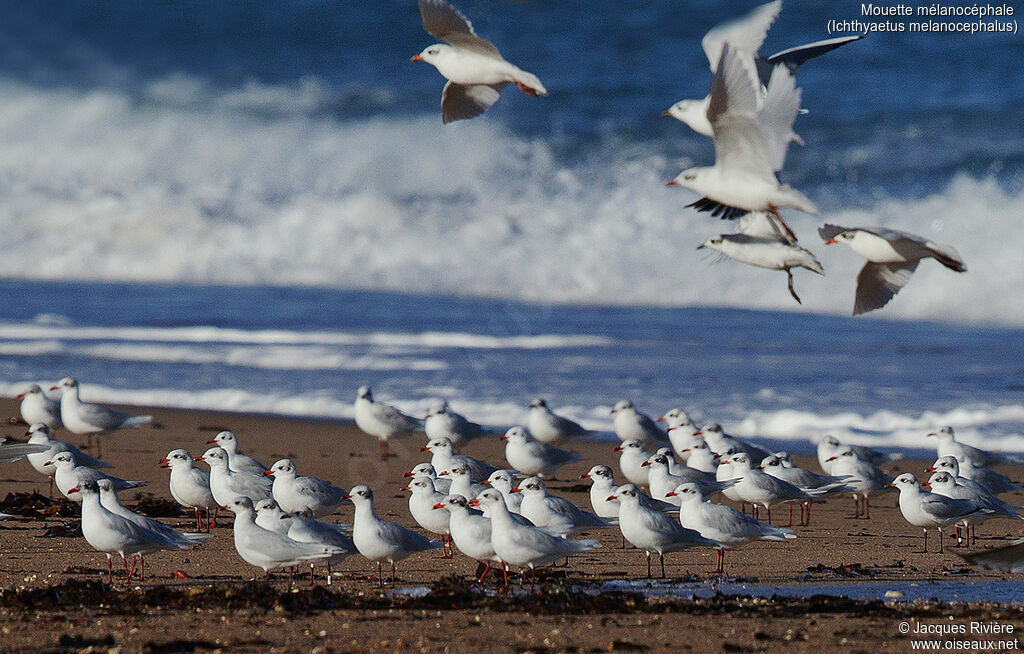 Mouette mélanocéphaleadulte internuptial