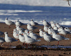 Mouette mélanocéphale