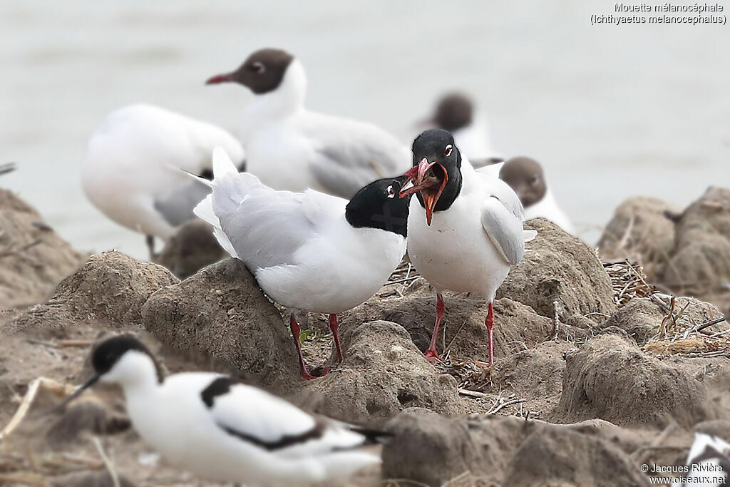 Mediterranean Gulladult breeding, mating.