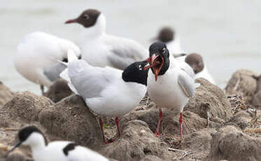 Mouette mélanocéphale