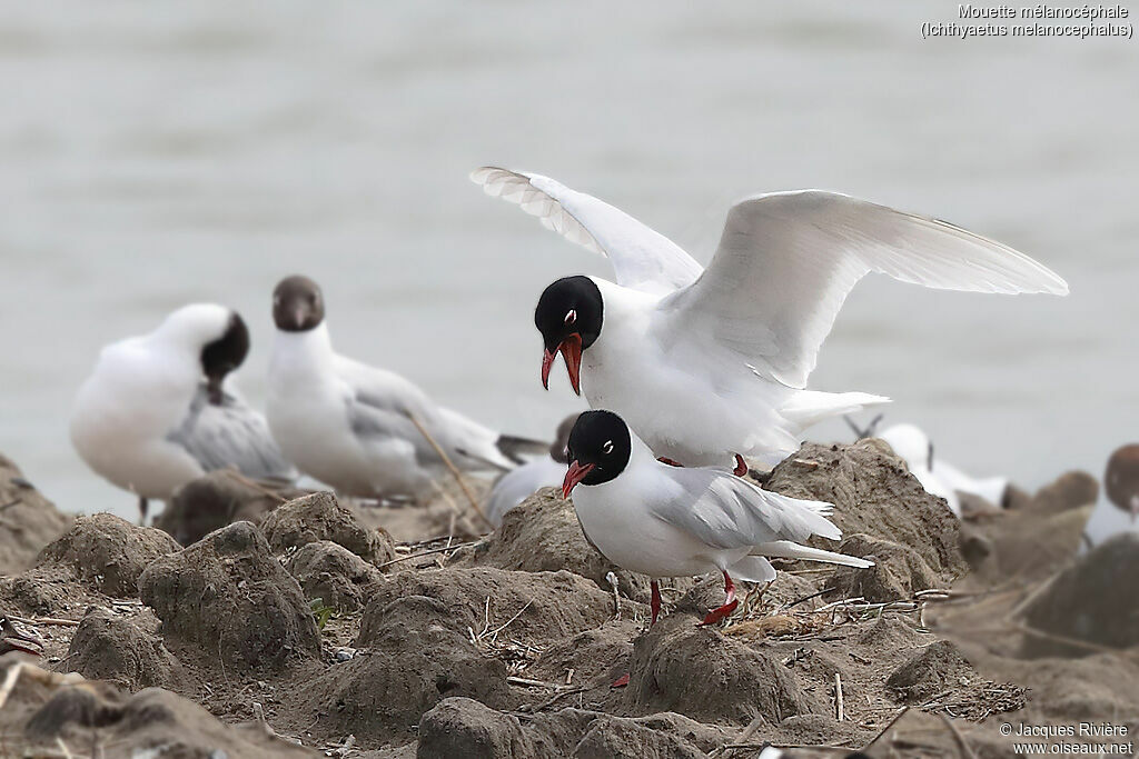 Mediterranean Gulladult breeding, mating.