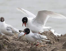 Mouette mélanocéphale