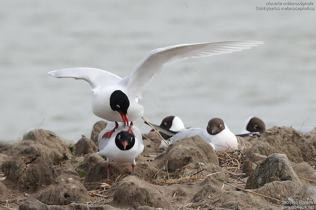 Mediterranean Gulladult breeding, mating.