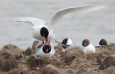 Mouette mélanocéphale