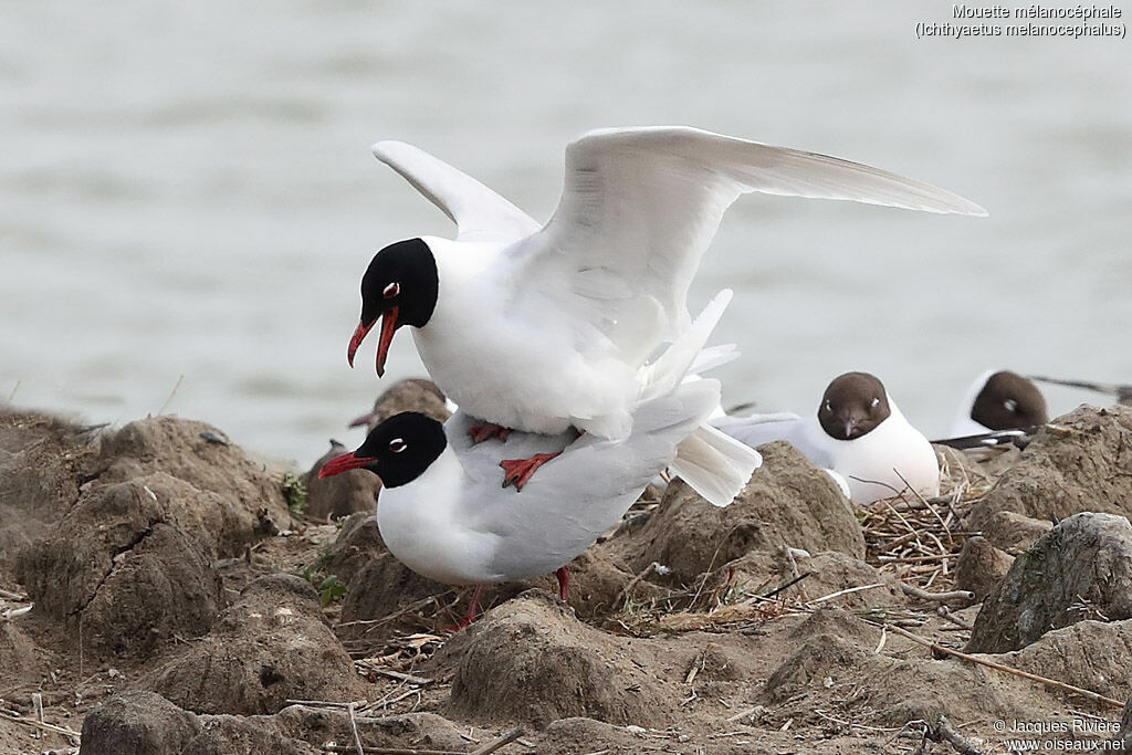 Mediterranean Gulladult breeding, mating.