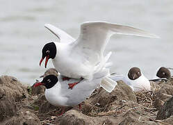 Mouette mélanocéphale