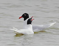 Mouette mélanocéphale