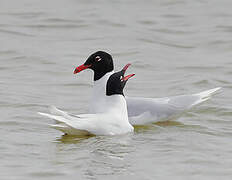 Mouette mélanocéphale