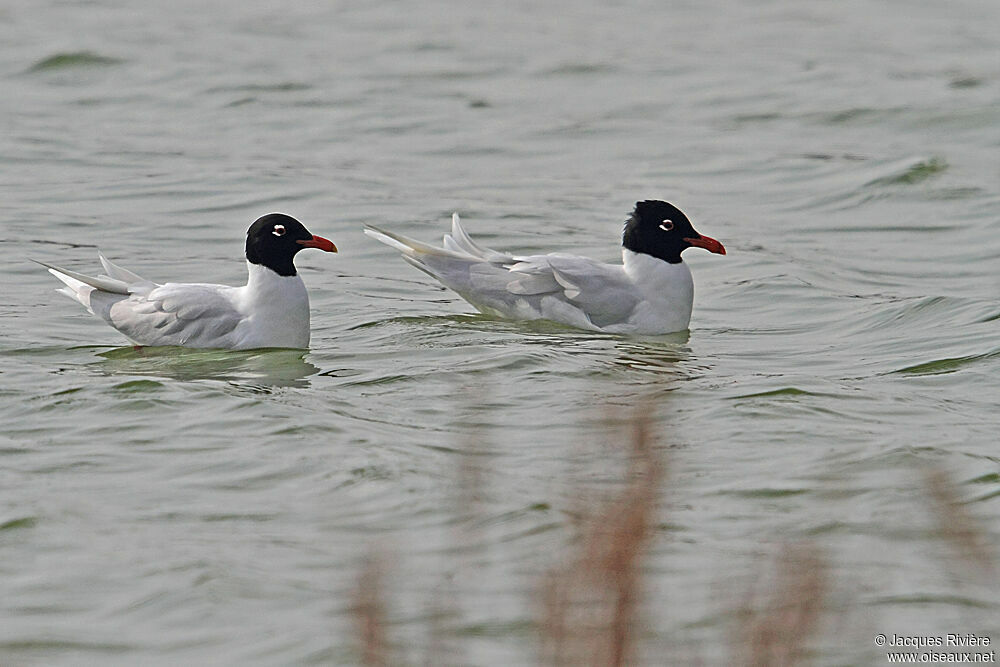 Mouette mélanocéphale 