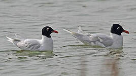 Mouette mélanocéphale