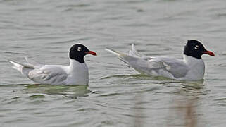 Mediterranean Gull