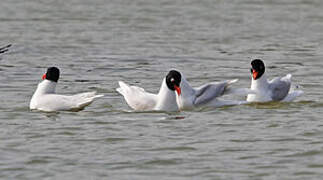 Mediterranean Gull