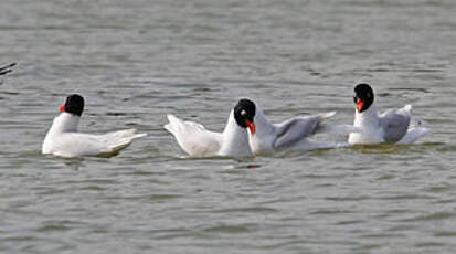 Mouette mélanocéphale