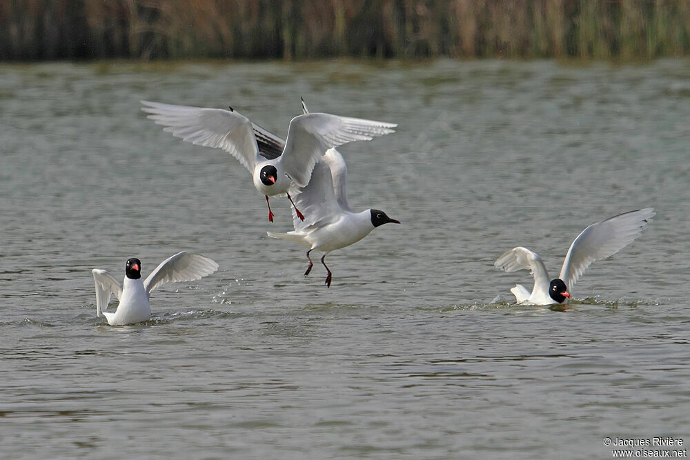 Mouette mélanocéphaleadulte, Vol