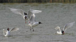 Mouette mélanocéphale