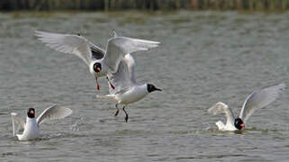 Mouette mélanocéphale