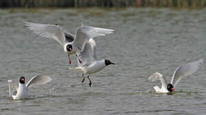 Mouette mélanocéphale