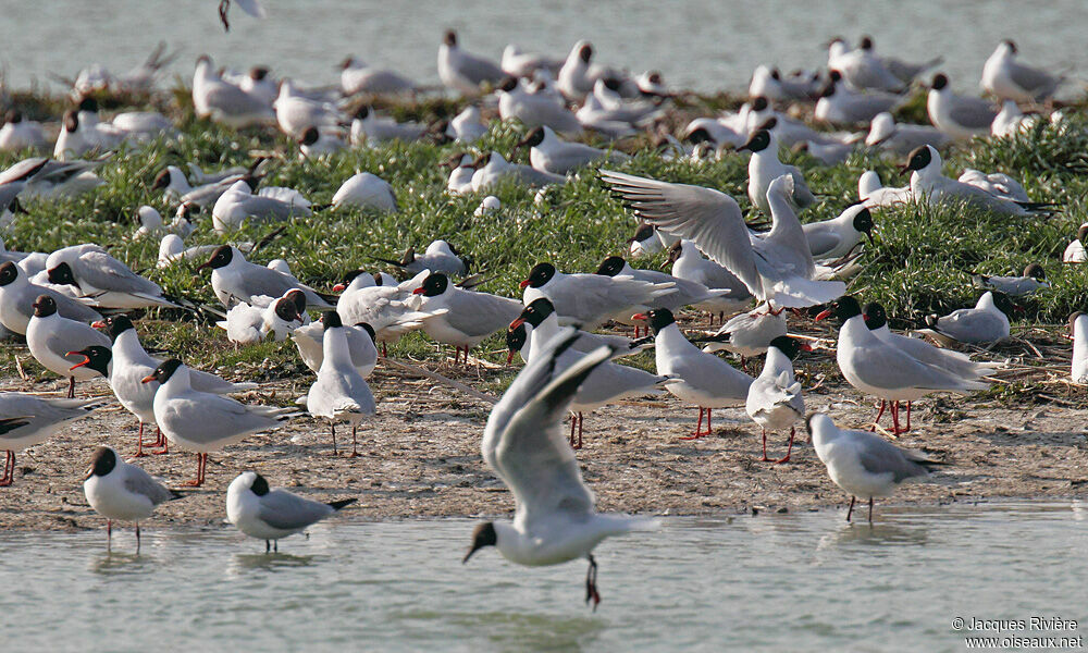 Mediterranean Gulladult breeding, Reproduction-nesting