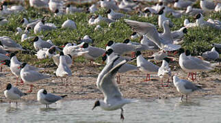 Mouette mélanocéphale