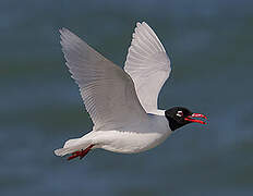 Mouette mélanocéphale