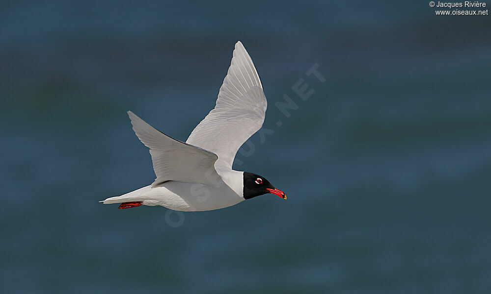 Mouette mélanocéphaleadulte nuptial, Vol