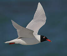 Mediterranean Gull