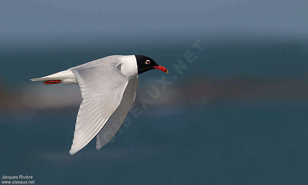 Mouette mélanocéphaleadulte nuptial, Vol