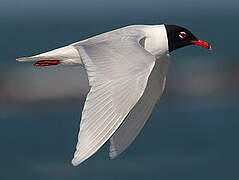 Mediterranean Gull