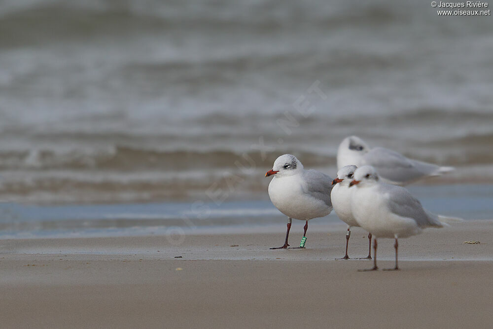 Mouette mélanocéphaleadulte internuptial