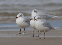 Mouette mélanocéphale