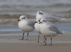 Mediterranean Gull