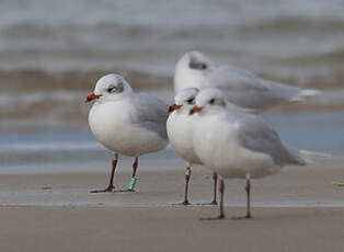 Mouette mélanocéphale