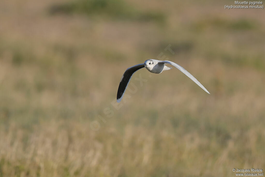 Little Gulladult post breeding, Flight