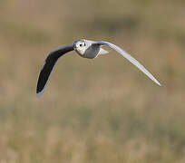 Little Gull