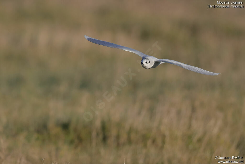 Little Gulladult post breeding, Flight