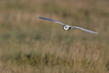 Mouette pygmée